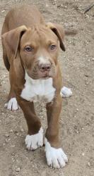 Shelter Stray Male Dog last seen Near BLOCK NEW SULPHUR SPRINGS, San Antonio, TX 78227