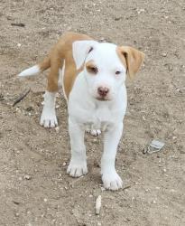 Shelter Stray Female Dog last seen Near BLOCK NEW SULPHUR SPRINGS, San Antonio, TX 78227