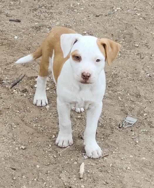 Shelter Stray Female Dog last seen Near BLOCK NEW SULPHUR SPRINGS, San Antonio, TX 78227