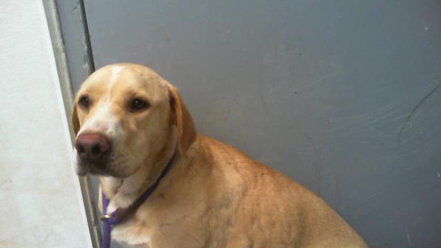 Shelter Stray Female Dog last seen CHARLOTTE, Charlotte, NC 28217