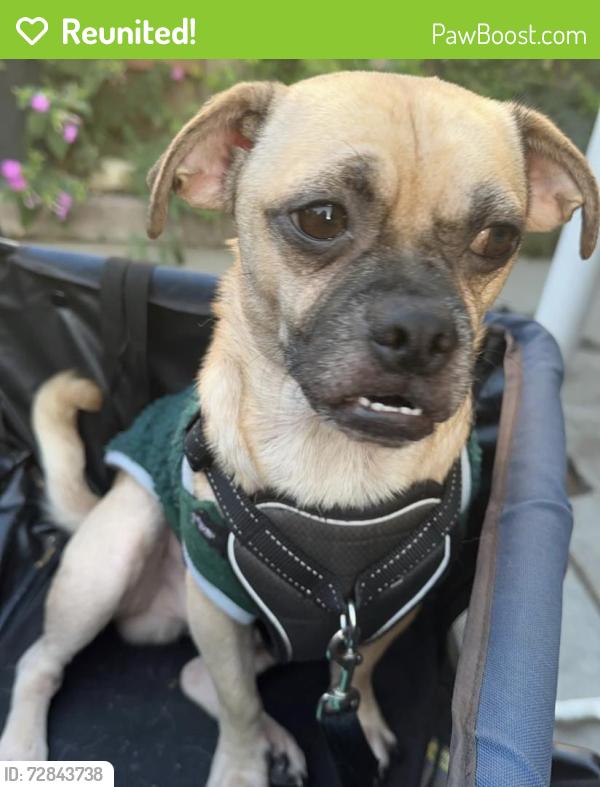 Reunited Male Dog last seen 60th st and walnut, Long Beach, CA 90805