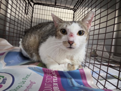 Shelter Stray Female Cat last seen , Los Angeles, CA 90031