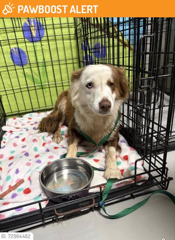 Found/Stray Female Dog last seen Dunaway Chapel , Rutherford County, TN 37129