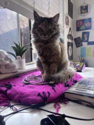 Lost Female Cat last seen 2nd and Milwaukee street, next door too cherry creek library , Denver, CO 80206