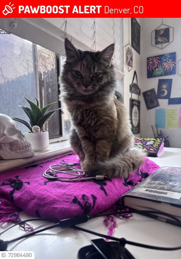 Lost Female Cat last seen 2nd and Milwaukee street, next door too cherry creek library , Denver, CO 80206