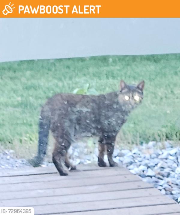 Found/Stray Female Cat last seen Hosler, Cedar Creek Township, IN 46765