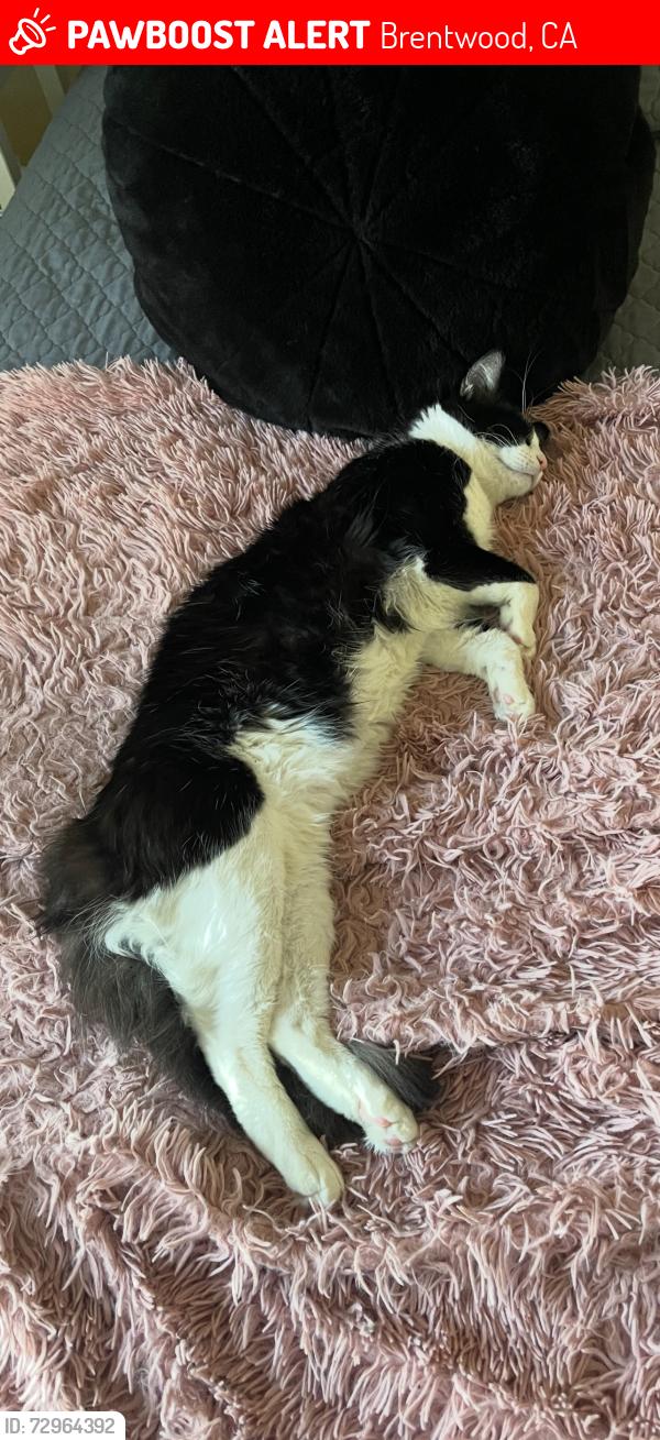 Lost Female Cat last seen Marshall Dr , St Regis Ave, Brentwood, CA 94513