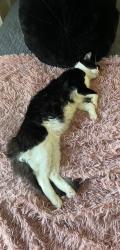 Lost Female Cat last seen Marshall Dr , St Regis Ave, Brentwood, CA 94513