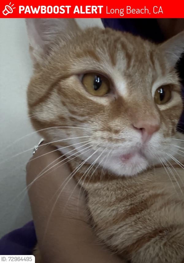 Lost Male Cat last seen Hathaway, Redondo, PCH, Long Beach, CA 90815