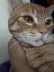 Lost Male Cat last seen Hathaway, Redondo, PCH, Long Beach, CA 90815
