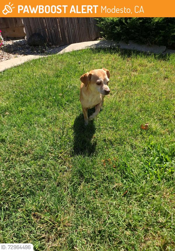 Found/Stray Male Dog last seen Pinecrest lane/Alexia Dr, Modesto, CA 95355