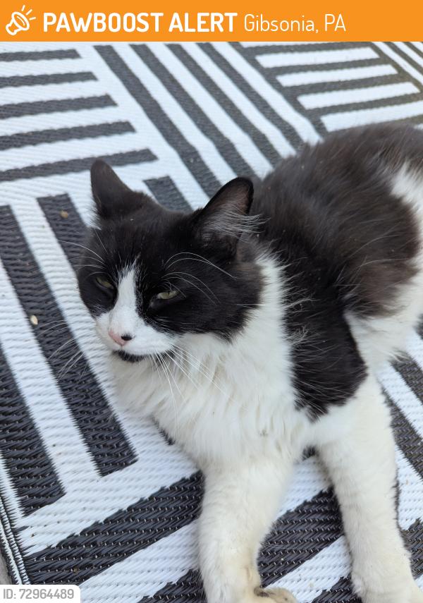 Found/Stray Unknown Cat last seen W. Hardies Road , Gibsonia, PA 15044