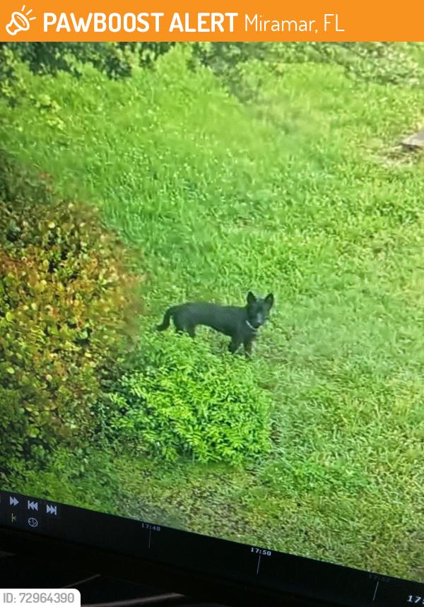 Found/Stray Unknown Dog last seen Miramar Public Safety Building ( PD East Substation ), Miramar, FL 33023