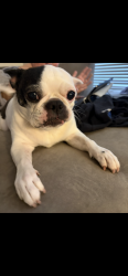 Lost Female Dog last seen Horse and Decatur , Las Vegas, NV 89131
