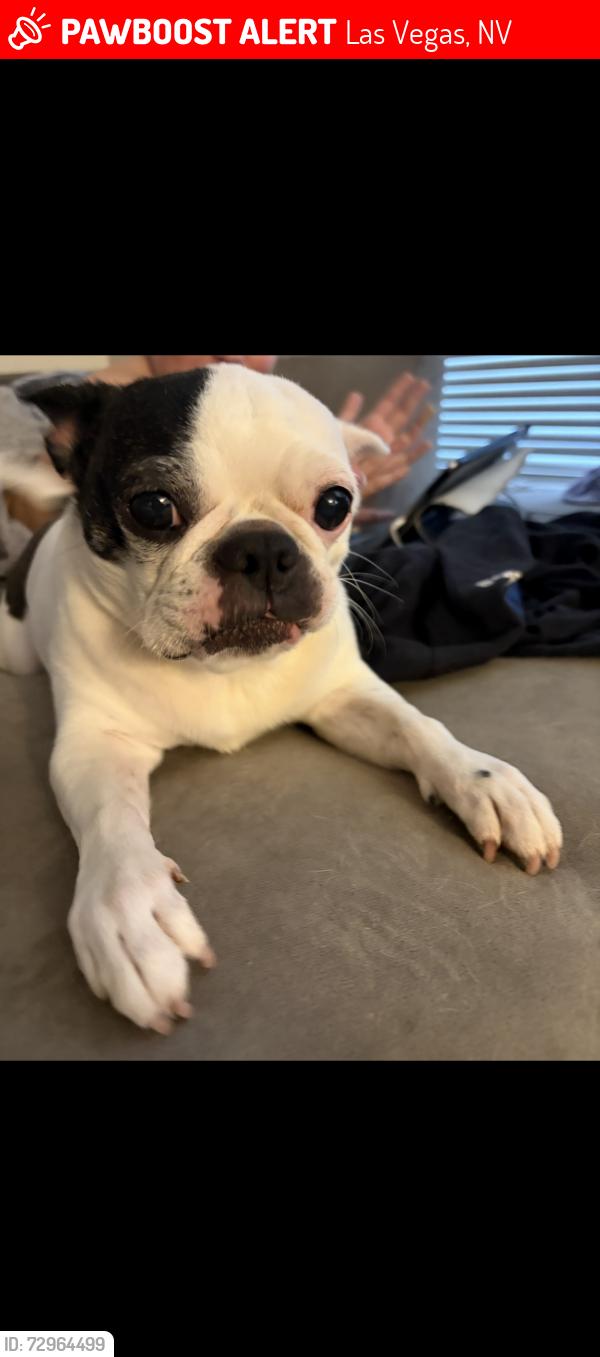 Lost Female Dog last seen Horse and Decatur , Las Vegas, NV 89131