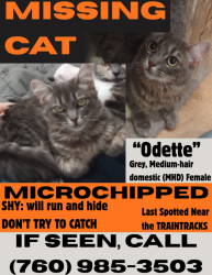 Lost Female Cat last seen The Traintracks against Wiseburn St, Hawthorne, CA 90250