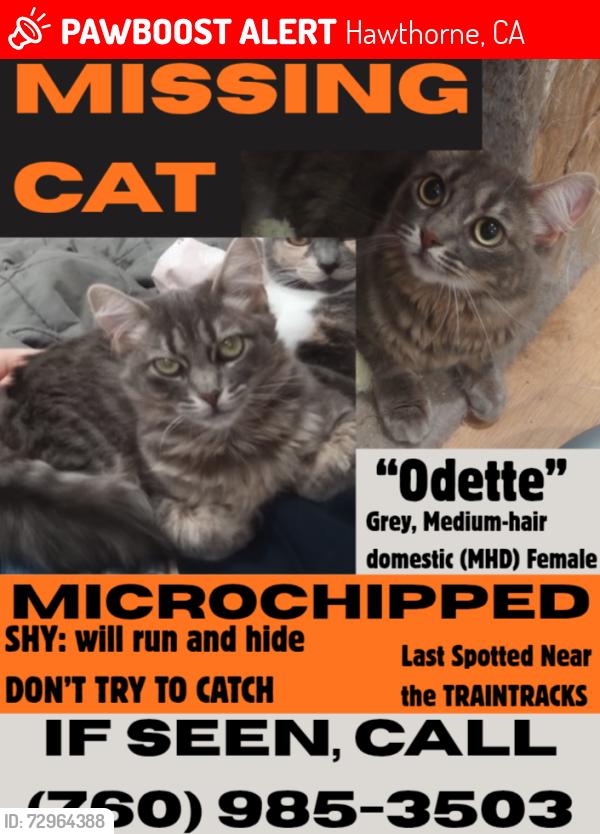 Lost Female Cat last seen The Traintracks against Wiseburn St, Hawthorne, CA 90250
