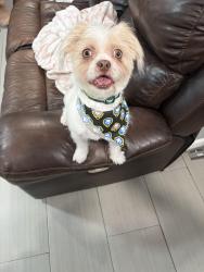 Lost Male Dog last seen Campbell are Irvington , Tucson, AZ 85714