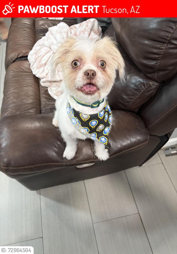 Lost Male Dog last seen Campbell are Irvington , Tucson, AZ 85714