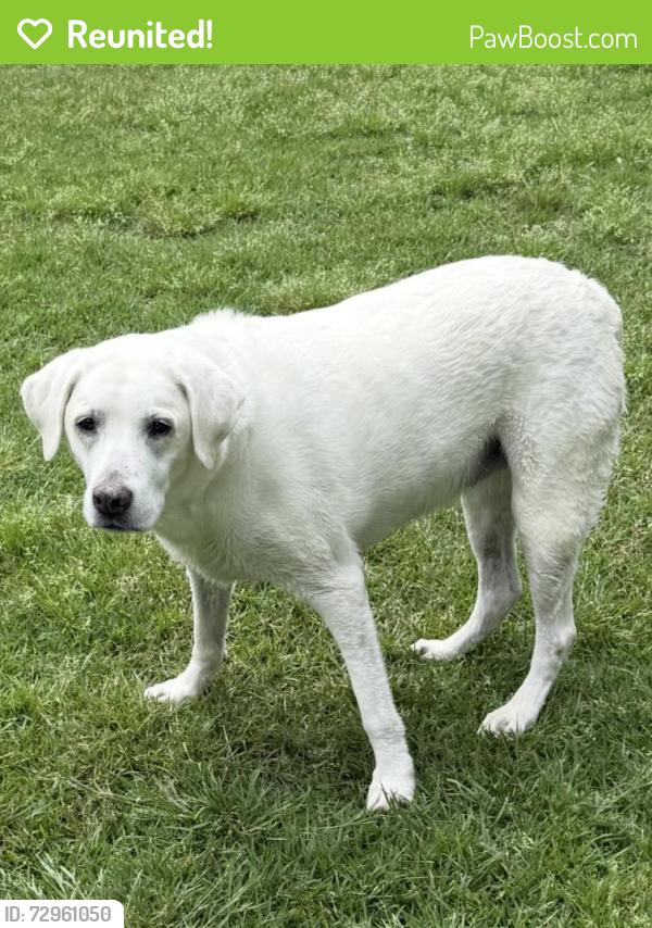 Reunited Female Dog last seen Fox trot and Kings rd , Double Oak, TX 75077