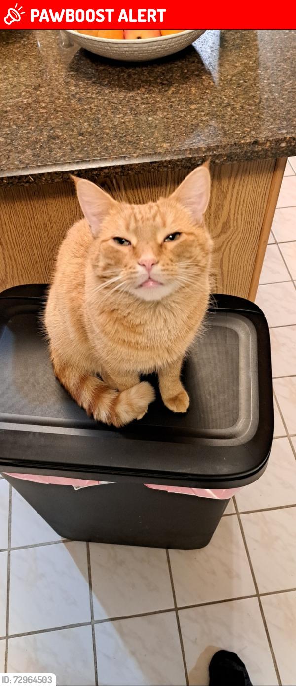 Lost Male Cat last seen Old Mill Golf course, Prairie Ronde Township, MI 49087