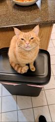Lost Male Cat last seen Old Mill Golf course, Prairie Ronde Township, MI 49087