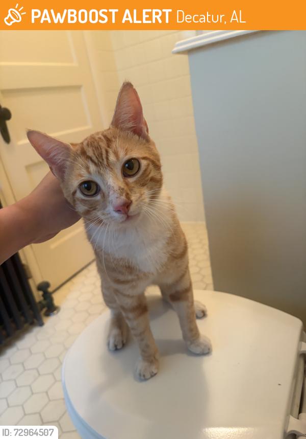 Found/Stray Male Cat last seen near Delano Park in an alley, Decatur, AL 35601