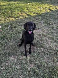 Lost Female Dog last seen Thompson road, fossil ridge high school , Fort Worth, TX 76137