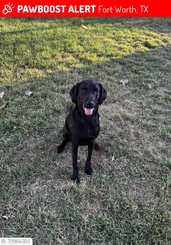 Lost Female Dog last seen Thompson road, fossil ridge high school , Fort Worth, TX 76137