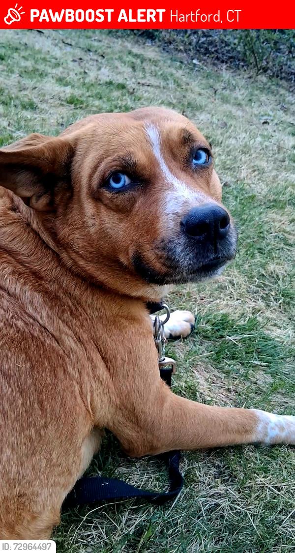 Lost Unknown Dog last seen Colts park, Hartford, CT 06114