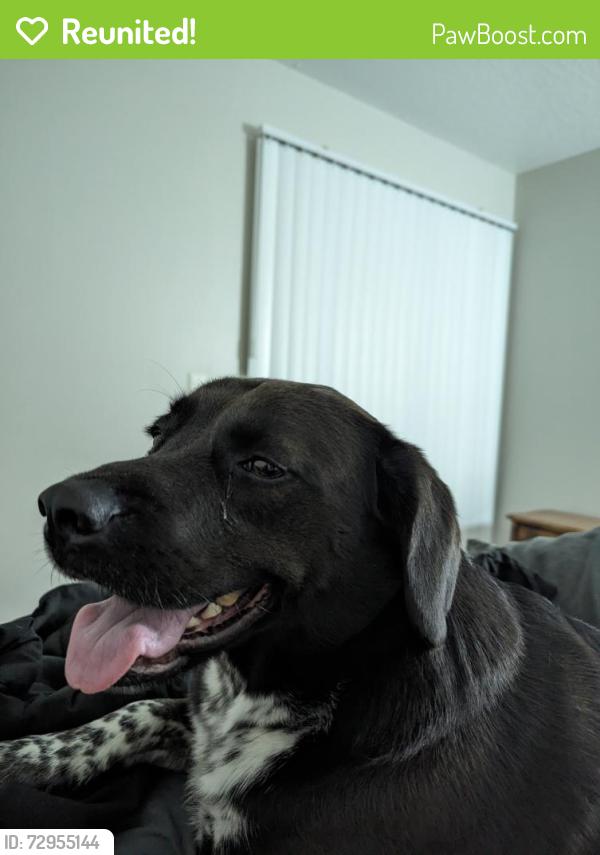 Reunited Male Dog last seen Near Brandy Lane and S Courtney , Merritt Island, FL 32952