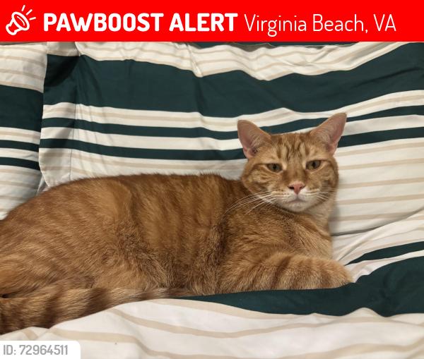 Lost Male Cat last seen Cambria apmt, Virginia Beach, VA 23462