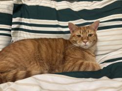 Lost Male Cat last seen Cambria apmt, Virginia Beach, VA 23462