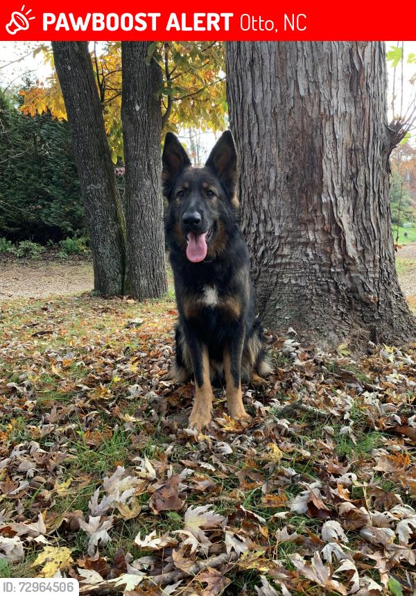 Lost Female Dog last seen Near calvary drive otto nc, Otto, NC 28763