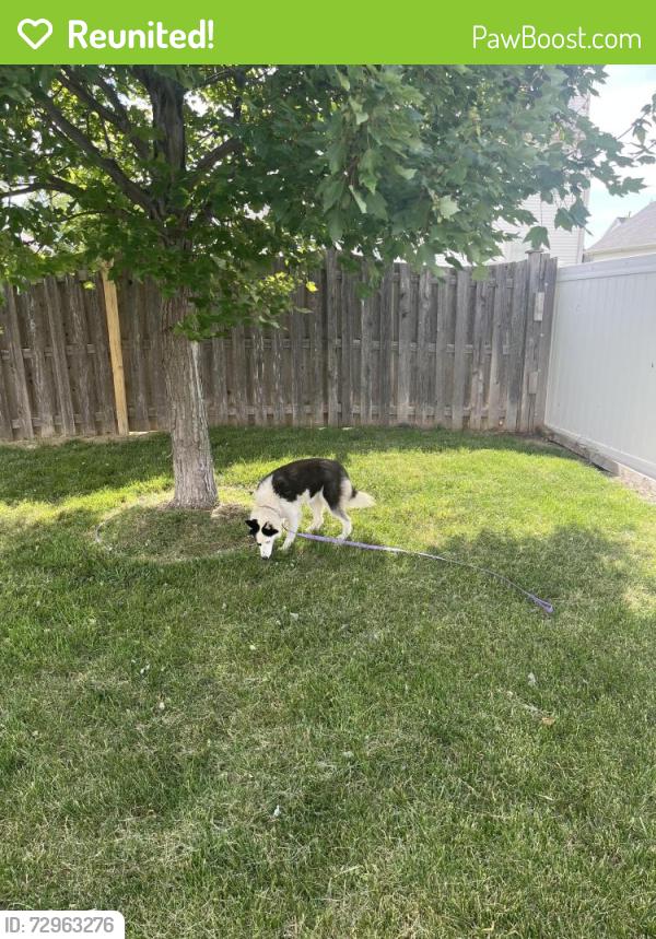 Reunited Female Dog last seen Staley and Bradley intersection and Sawgrass Community , Champaign, IL 61822