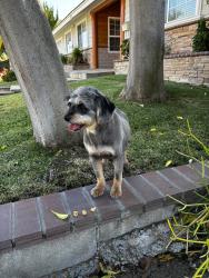 Found/Stray Female Dog last seen Tetley and Angelcrest, Hacienda Heights, CA 91745