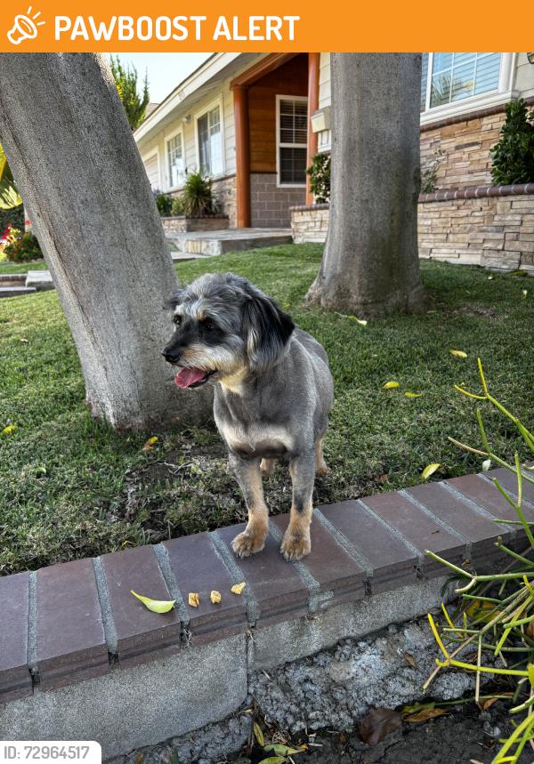 Found/Stray Female Dog last seen Tetley and Angelcrest, Hacienda Heights, CA 91745