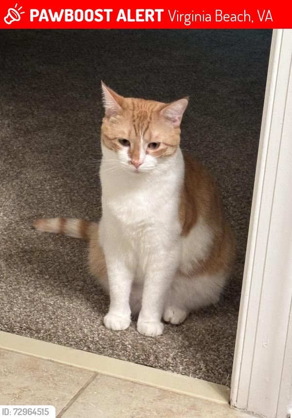 Lost Male Cat last seen Cambria apmts, Virginia Beach, VA 23462
