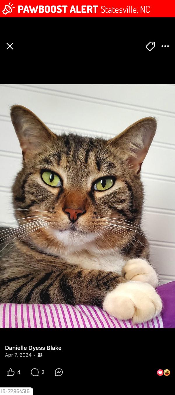 Lost Male Cat last seen Foxcroft apmts , Statesville, NC 28677