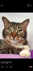 Lost Male Cat last seen Foxcroft apmts , Statesville, NC 28677
