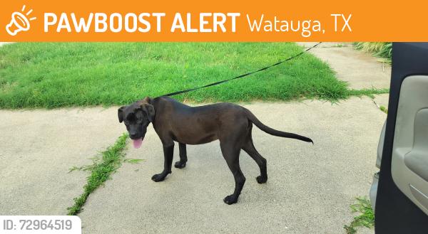 Found/Stray Male Dog last seen Bowling and dunson, Watauga, TX 76148
