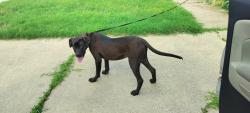 Found/Stray Male Dog last seen Bowling and dunson, Watauga, TX 76148