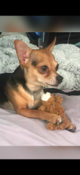 Lost Male Dog last seen Cirby Way behind Oakmont High School, Roseville, CA 95661