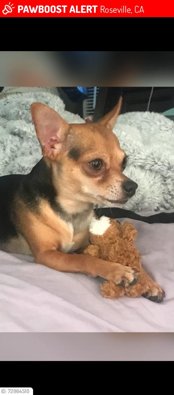 Lost Male Dog last seen Cirby Way behind Oakmont High School, Roseville, CA 95661
