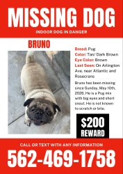 Lost Male Dog last seen Atlantic Ave. & Arlington Ave, Lynwood, CA 90262