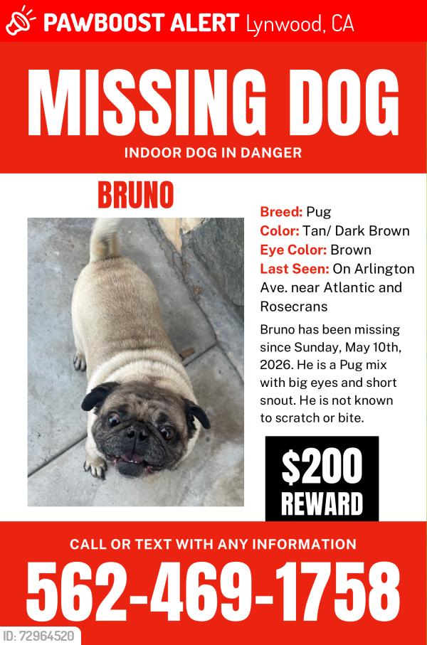 Lost Male Dog last seen Atlantic Ave. & Arlington Ave, Lynwood, CA 90262