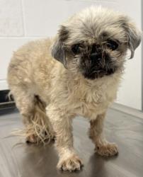 Shelter Stray Female Dog last seen Near Hilgert, 4th District, OH, Cleveland, OH 44102