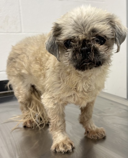 Shelter Stray Female Dog last seen Near Hilgert, 4th District, OH, Cleveland, OH 44102