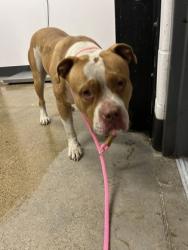 Shelter Stray Male Dog last seen , OH , Cleveland, OH 44102