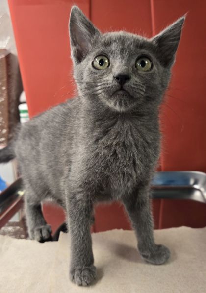 Shelter Stray Female Cat last seen Bullard and Marks, Fresno Zone Fresno CO 2 93711, CA, Fresno, CA 93706